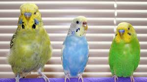 Your Budgies Age Budgieplace