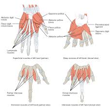 The flexor pollicis longus is situated on the radial side of the forearm, lying in the same plane as the preceding. Muscles Of The Lower Arm And Hand Human Anatomy And Physiology Lab Bsb 141