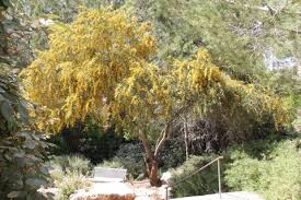 Acacia retinodes - Useful Temperate Plants