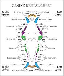 Puppy Baby Teeth Chart With Names Of Teeth Google Search