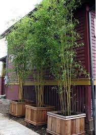 yes bamboo garden do at home