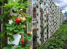 Can you grow strawberries in a drainpipe?