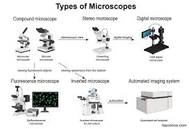 light microscope electron microscope
