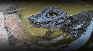 Chinese Alligator | San Diego Zoo