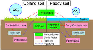 Effects Of Biotic And Abiotic Factors On Soil Organic Matter