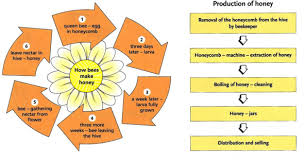 The Diagrams Show How The Bee Makes Honey And The Stages In