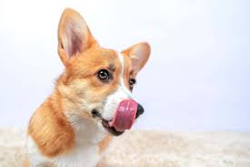 why do dogs keep smacking their lips
