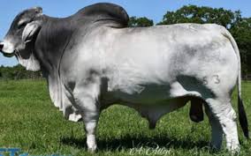 They can live anywhere from 15 to 20 years of age. For Sale 2 Brahman Cows Cattle Exchange