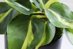 How fast does philodendron Brasil grow?