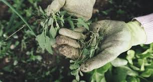 How To Control Weeds Organically