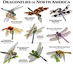 Fine Art Illustration Of Various Species Of Dragonfly Native