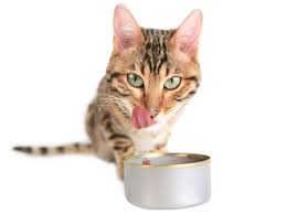 When choosing your cat's food, it's important to take into account the cat's age, physical kitten refers to a cat from the time it is weaned to 12 months. Feeding In A Multiple Cat Household Essendon Vet Clinic Vic