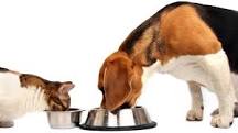 can-i-feed-my-dog-cat-food-in-a-pinch