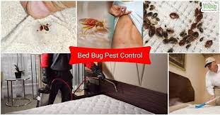 can carpet cleaning kill bed bugs aa