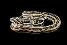 coastal carpet python base morphs