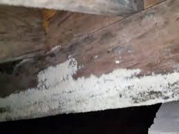 mold damage to floor joists you