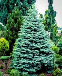 Diffe Types Of Evergreen Trees