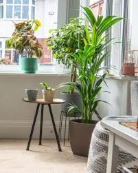 living room plants indoor plants