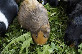 Keeping Guinea Pigs Outdoors How To