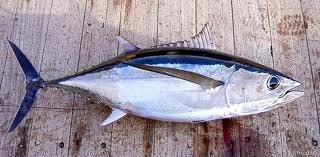 Fish Identification Tuna Species