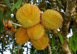 Dapatkan durian yang mahal sekalian tapi terbukti rasanya enak. 5 Langkah Mudah Budidaya Durian Montong Pak Tani Digital