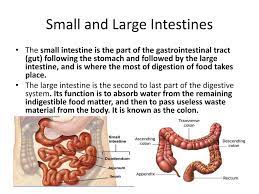 ppt the digestive system powerpoint