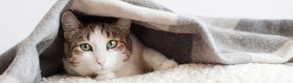 how cold is too cold for cats the