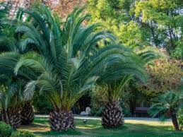 Treat Fusarium Wilt In Palm Trees