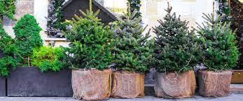 Winter Care For Potted Evergreens