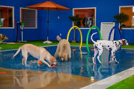 indoor dog swimming pool near me the