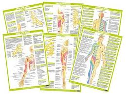 Human Nervous System Anatomy Charts Clinical Educational