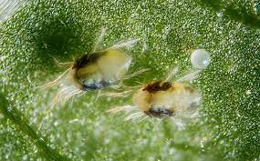 where do spider mites come from