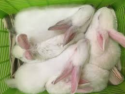 Search titles only has image. Sf Animal Control Seeks Homes For 40 Rescued Craigslist Rabbits