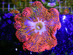 rainbow carpet anemone spotted at y