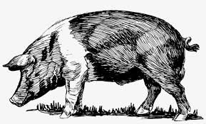 Raja babi gunung membuat anjing kewalahan ( porbi sumbar ) part 2. Wild Boar Peccary Computer Icons Drawing Snout Sketsa Gambar Babi Hutan Png Image Transparent Png Free Download On Seekpng