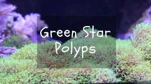 Green Star Polyps Soft Coral Care Guide For Reef Aquarium