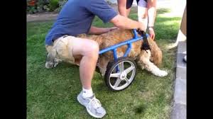 how to make a wheelchair for dogs