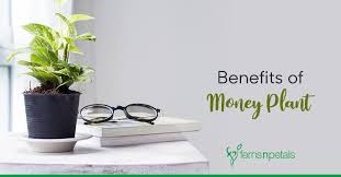 Money Plant Benefits To Need To Know