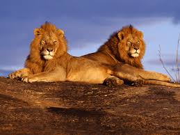 Image result for masai lion