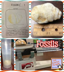 Sedimentary Rock And Fossils The Science Penguin