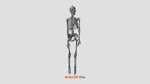 human skeleton hd free 3d model