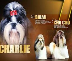 original shihtzu male puppies from