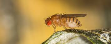 Face Flies And Fruit Flies Pest Control