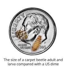 What Do Carpet Beetles Look Like Identify Carpet Beetles