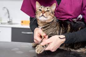 cat grooming services petco