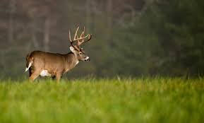Is It Better To Deer Hunt In The Woods