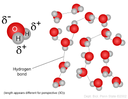 lipids