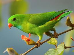 Vernal Hanging-Parrot - eBird