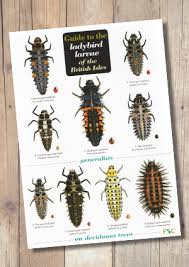 Ladybird Larvae Of The British Isles Laminated Id Chart