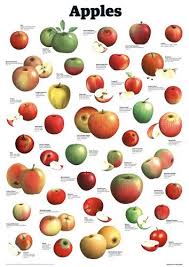 Apples By Guardian Wallchart In 2019 Apple Varieties